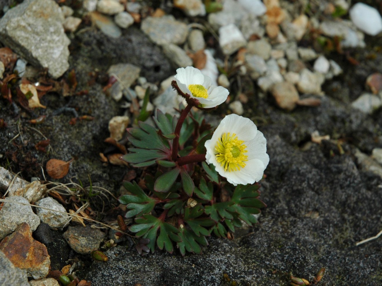 Ranunculus alpestris e Ranunculus glacialis